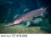 Панцирная щука - пятнистый реликт (Lepisosteus platostomus) Стоковое фото, фотограф Татьяна Белова / Фотобанк Лори