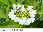 Зацветающая калина обыкновенная ( лат. Viburnum opulus) солнечным летним днем. Стоковое фото, фотограф Елена Коромыслова / Фотобанк Лори