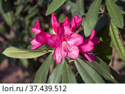 Common rhododendron (Rhododendron ponticum). Japan. Стоковое фото, фотограф Сергей Пристяжнюк (Serg Zastavkin) / Фотобанк Лори