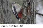 Beautiful forest woodpecker Dendrocopos medius on a tree looking for food. Стоковое фото, фотограф Фотограф / Фотобанк Лори