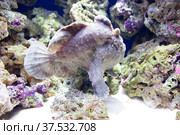 Рыба удильщик бородавчатый клоун или морской чёрт. Painted frogfish (Eng) — Antennarius pictus (Lat) Стоковое фото, фотограф Галина Савина / Фотобанк Лори
