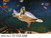 Pig-nosed turtle (Carettochelys insculpta), also known as pitted-shelled turtle or Fly River turtle. Стоковое фото, фотограф Валерия Попова / Фотобанк Лори