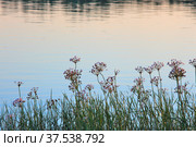 Flowers of the Susak plant in the coastal waters of the Irtysh River. Стоковое фото, фотограф Александр Карпенко / Фотобанк Лори