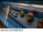 Ядра, картечь, шрапнель в экспозиции музея Куликовской битвы (2021 год). Редакционное фото, фотограф Pukhov K / Фотобанк Лори