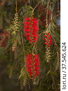 Red inflorescences of of Melaleuca citrina, the common red bottlebrush natural macro floral background. Стоковое фото, фотограф Tamara Kulikova / Фотобанк Лори