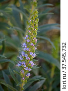 Flora of Gran Canaria - Echium callithyrsum, blue bugloss of Tenteniguada (2022 год). Стоковое фото, фотограф Tamara Kulikova / Фотобанк Лори
