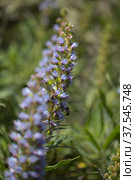 Flora of Gran Canaria - Echium callithyrsum, blue bugloss of Tenteniguada (2022 год). Стоковое фото, фотограф Tamara Kulikova / Фотобанк Лори