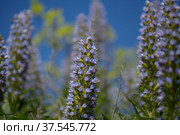 Flora of Gran Canaria - Echium callithyrsum, blue bugloss of Tenteniguada (2022 год). Стоковое фото, фотограф Tamara Kulikova / Фотобанк Лори
