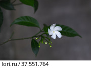 White tropical flower. Tabernaemontana divaricata. Стоковое фото, фотограф EugeneSergeev / Фотобанк Лори