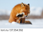 Sly Fox. Red fox (Vulpes) licks tongue paw. The photo was taken during the winter season in the Arctic in the tundra in the wild. Wildlife of Chukotka, Russia. Стоковое фото, фотограф Андрей Степанов / Фотобанк Лори