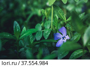 Барвинок (лат. Vinca) в саду. Почвопокровное и неприхотливое растение. Стоковое фото, фотограф Андрей Пустякин / Фотобанк Лори