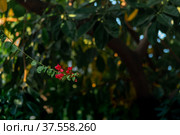 Red flowers of a climbing plant against a blurred shady tropical forest. Стоковое фото, фотограф Евгений Харитонов / Фотобанк Лори