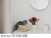 Gray cat and pink tulip bouquet in a cozy living room. Spring stll life, birthday, Easter concept. Стоковое фото, фотограф Galina kondratenko / Фотобанк Лори
