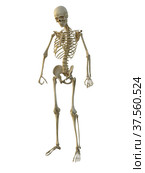 3d render of a human male skeleton isolated on white background. Стоковая иллюстрация, иллюстратор Вероника Суровцева / Фотобанк Лори