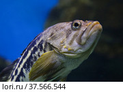 Swimming Black rockfish - Sebastes schlegeli. Fish in the aquarium. Fish under water. Стоковое фото, фотограф Ирина Вершинская / Фотобанк Лори