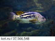 Swimming Black rockfish. Fish in the aquarium. Fish under water. Стоковое фото, фотограф Ирина Вершинская / Фотобанк Лори