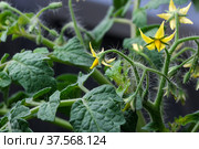 Indoor tomato blooms. Стоковое фото, фотограф Владимир Белобаба / Фотобанк Лори