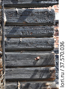 Close-up view of a burnt wooden house log ends against a red brick wall. Стоковое фото, фотограф Игорь Мальцев / Фотобанк Лори