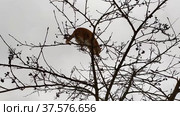 The cat cannot get off the tree. Ginger tabby cute kitten sits on a branch of mountain ash in autumn, spring. The cat is sitting among the branches of a tree. Стоковое видео, видеограф Лилия Фролова / Фотобанк Лори