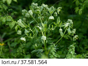 Helleborus foetidus grows and blooms in the garden in spring. Стоковое фото, фотограф Ольга Сейфутдинова / Фотобанк Лори