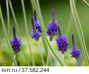 Lavender multi-cut (lat. Lavandula multifida) plant. Стоковое фото, фотограф Irina Opachevsky / Фотобанк Лори