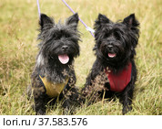 Two black furry dogs on green grass. Стоковое фото, фотограф Елена Иценко / Фотобанк Лори