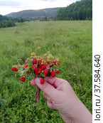 Земляничный букет. Стоковое фото, фотограф Дарья Буренкова / Фотобанк Лори