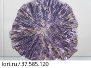 Radial-radiant intergrowth of crystals. Tourmaline elbaite. Background, texture. Стоковое фото, фотограф Дина Дамоцева / Фотобанк Лори