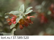 Flora of Gran Canaria - flowering Teucrium heterophyllum, species of germander endemic to Macaronesia. Стоковое фото, фотограф Tamara Kulikova / Фотобанк Лори