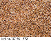 Closeup photo of wheat grain. Стоковое фото, фотограф Alexey Rezvykh / Фотобанк Лори