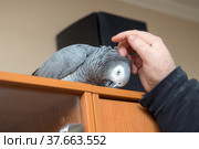 Parrot and human hand. Стоковое фото, фотограф Argument / Фотобанк Лори