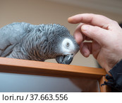 Pet parrot care. Стоковое фото, фотограф Argument / Фотобанк Лори