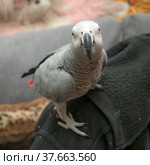 Parrot Jaco close up. Стоковое фото, фотограф Argument / Фотобанк Лори