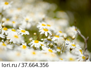 Flora of Gran Canaria - Argyranthemum, marguerite daisy endemic to the Canary Islands (2022 год). Стоковое фото, фотограф Tamara Kulikova / Фотобанк Лори