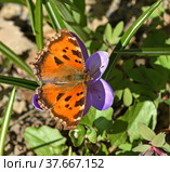 Early spring. Butterfly Nymphalis xanthomelas on purple crocus (Crocus Grand Maitre) Стоковое фото, фотограф Валерия Попова / Фотобанк Лори