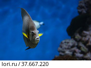 French angelfish (Pomacanthus paru). Fish under water. Blur. Стоковое фото, фотограф Ирина Вершинская / Фотобанк Лори
