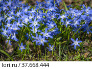 Цветы растения Хионодокса Люцилии (Scilla luciliae) солнечным апрельским днем. Стоковое фото, фотограф Виктор Карасев / Фотобанк Лори