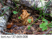 Гриб строчок гигантский (Gyromitra gigas) Стоковое фото, фотограф Ирина Яровая / Фотобанк Лори