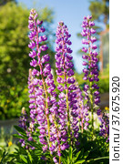 Lupin flowers. Стоковое фото, фотограф Юлия Бабкина / Фотобанк Лори