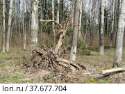 Ель, поваленная шквалистым ветром. Стоковое фото, фотограф Лариса Вишневская / Фотобанк Лори
