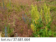 Horse sorrel (Rumex confertus) on herbage background. Стоковое фото, фотограф Алексей Антипов / Фотобанк Лори