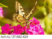 Beautiful butterfly on a red flower. Стоковое фото, фотограф Дмитрий Тищенко / Фотобанк Лори