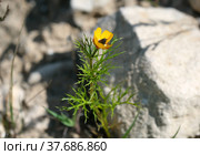 Blooming Adonis Summer (lat. - Adonis aestivalis) Стоковое фото, фотограф Irina Opachevsky / Фотобанк Лори