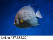French angelfish (Pomacanthus paru). Fish under water. Blur. Стоковое фото, фотограф Ирина Вершинская / Фотобанк Лори