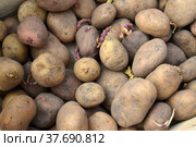 Проросшие клубни картофеля (Solanum tuberosum L.) для посадки. Фон. Стоковое фото, фотограф Ирина Борсученко / Фотобанк Лори