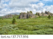 Stones and thickets of dwarf birch Betula exilis on Altai highlands. Стоковое фото, фотограф Сергей Пристяжнюк (Serg Zastavkin) / Фотобанк Лори