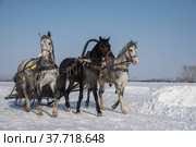 A beautiful Russian troika of horses rides through the arena in the winter for the feast. Стоковое фото, фотограф Оксана Бессонова / Фотобанк Лори