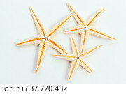 sea stars isolated on white background creative photo. Стоковое фото, фотограф Сергей Толмачёв / Фотобанк Лори