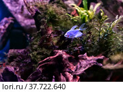 Ternetzi Glo Fish Veil in the freshwater aquarium. Modified aquarium fish with voile fins and glowing color. Selective focus. Стоковое фото, фотограф Андрей Никитин / Фотобанк Лори