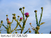 Flowering thistle ( Onopordum acanthium L.) on sky background. Стоковое фото, фотограф Алексей Антипов / Фотобанк Лори